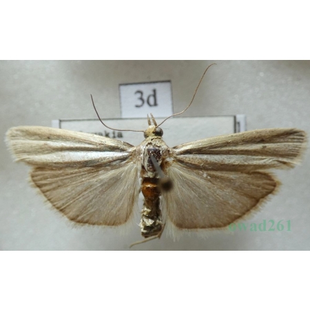 Selagia argyrella (Denis & Schiffermüller, 1775) Żłobik srebrniczek Czech3d